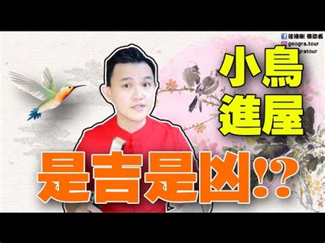 蒼蠅入屋風水|【家裡出現鳥】家裡鳥進來有什麼好兆頭？自來鳥寓意大公開！